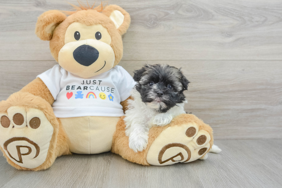 Havanese Pup Being Cute