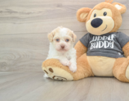 5 week old Havanese Puppy For Sale - Seaside Pups