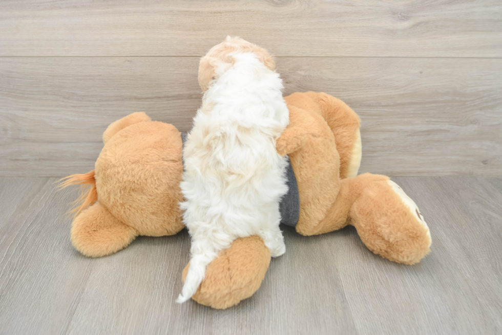 Small Havanese Purebred Pup