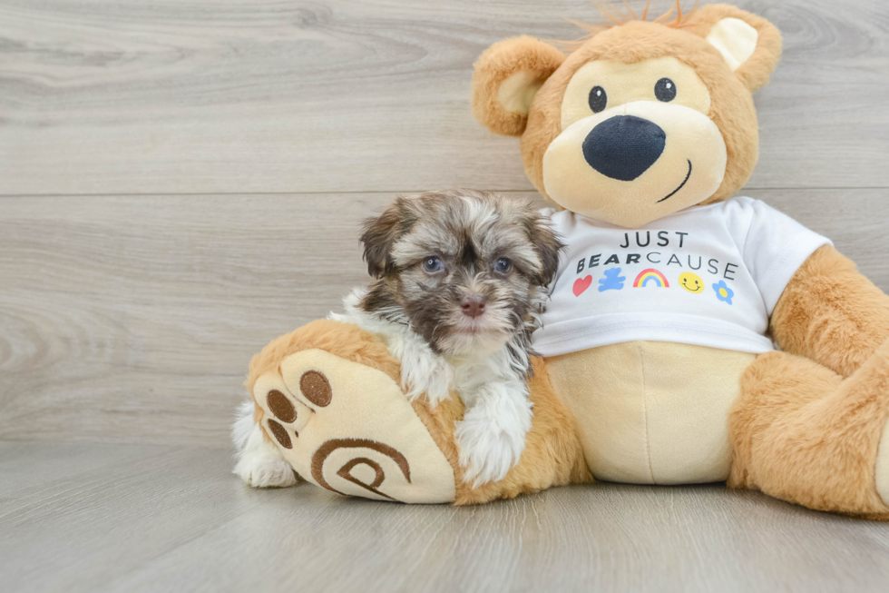 Playful Havanese Baby