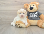 5 week old Havanese Puppy For Sale - Seaside Pups