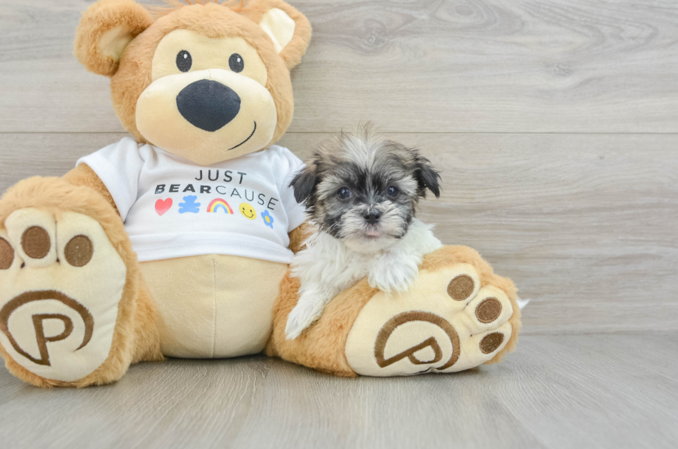 6 week old Havanese Puppy For Sale - Seaside Pups