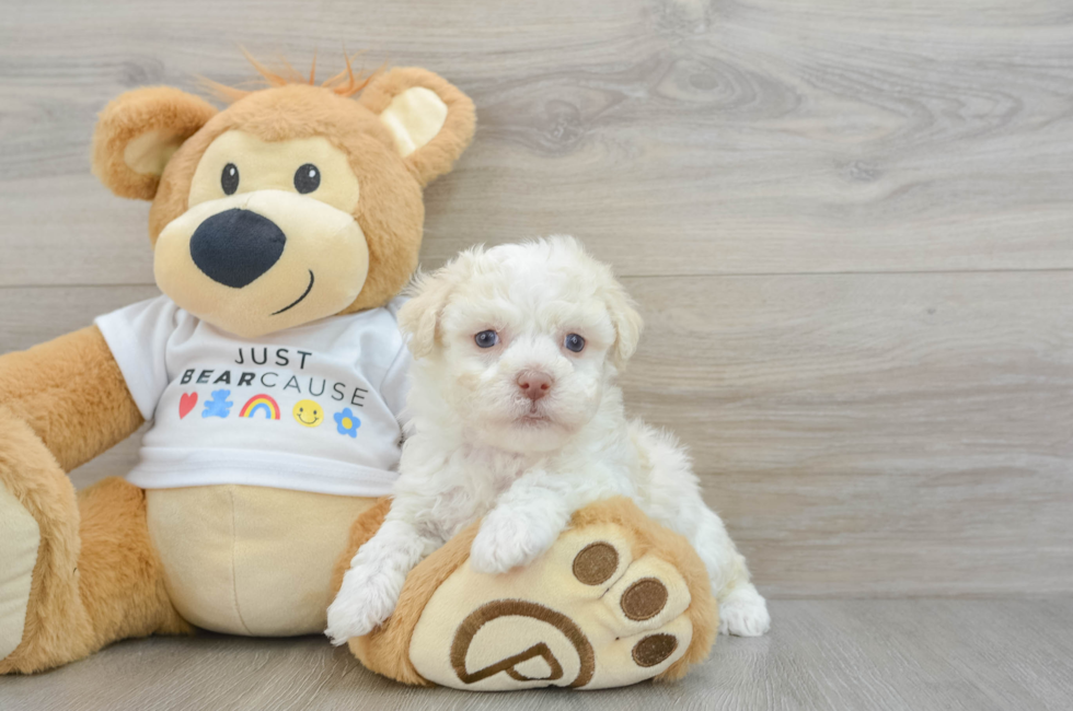 6 week old Havanese Puppy For Sale - Seaside Pups