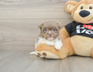 5 week old Havanese Puppy For Sale - Seaside Pups
