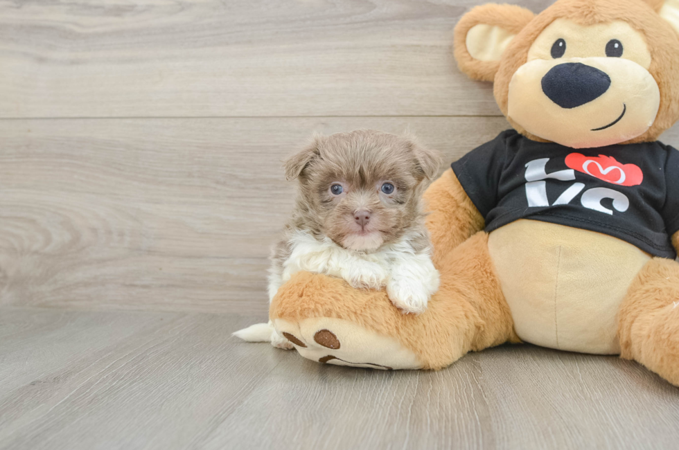 5 week old Havanese Puppy For Sale - Seaside Pups