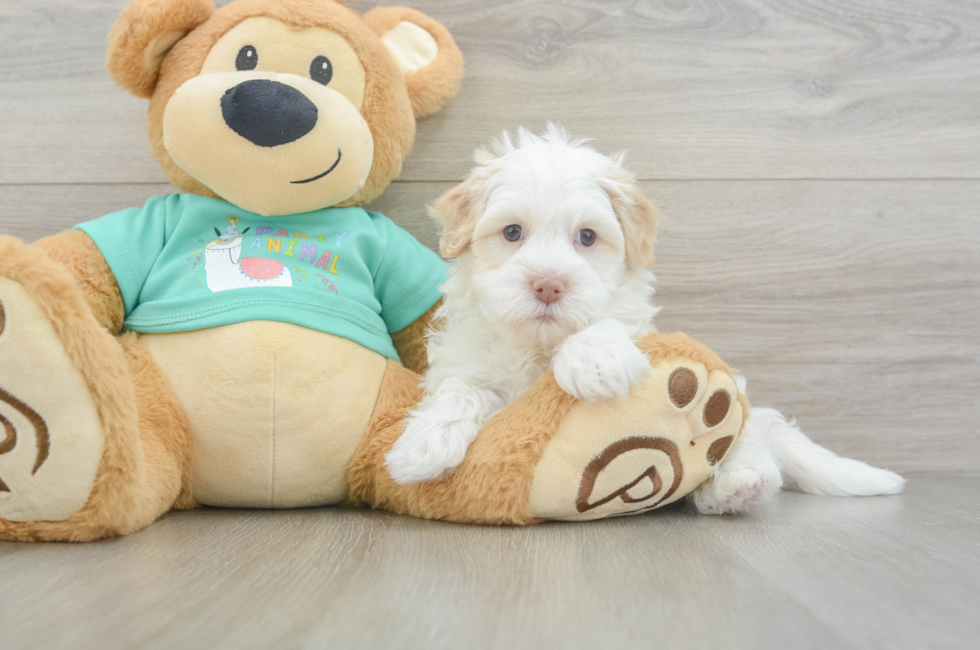 6 week old Havanese Puppy For Sale - Seaside Pups