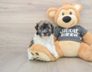 5 week old Havanese Puppy For Sale - Seaside Pups