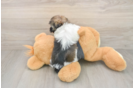 Best Havanese Baby