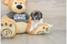 Akc Registered Havanese Baby