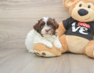 7 week old Havanese Puppy For Sale - Seaside Pups