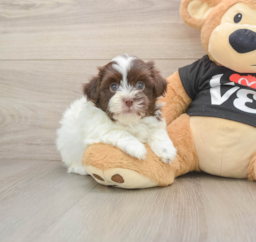 6 week old Havanese Puppy For Sale - Seaside Pups