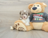 5 week old Havanese Puppy For Sale - Seaside Pups