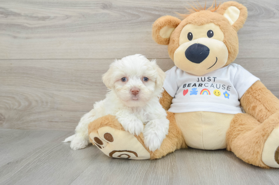 6 week old Havanese Puppy For Sale - Seaside Pups