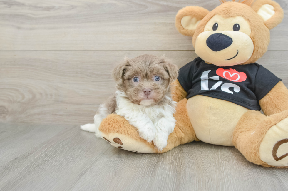 5 week old Havanese Puppy For Sale - Seaside Pups