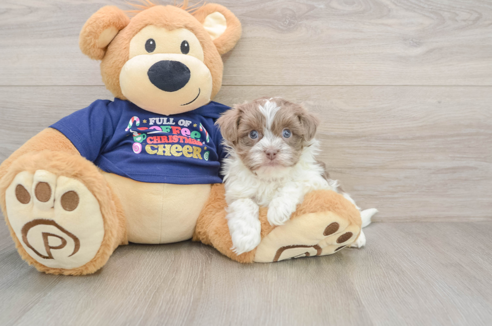 5 week old Havanese Puppy For Sale - Seaside Pups