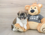 5 week old Havanese Puppy For Sale - Seaside Pups