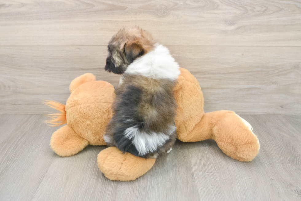 Funny Havanese Purebred Pup