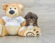 9 week old Havanese Puppy For Sale - Seaside Pups