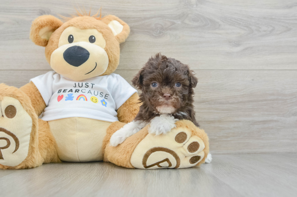 6 week old Havanese Puppy For Sale - Seaside Pups