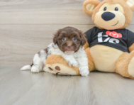 5 week old Havanese Puppy For Sale - Seaside Pups