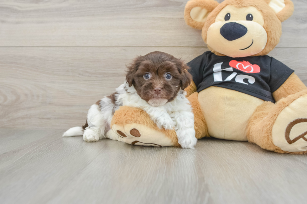 5 week old Havanese Puppy For Sale - Seaside Pups