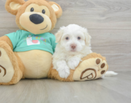 7 week old Havanese Puppy For Sale - Seaside Pups