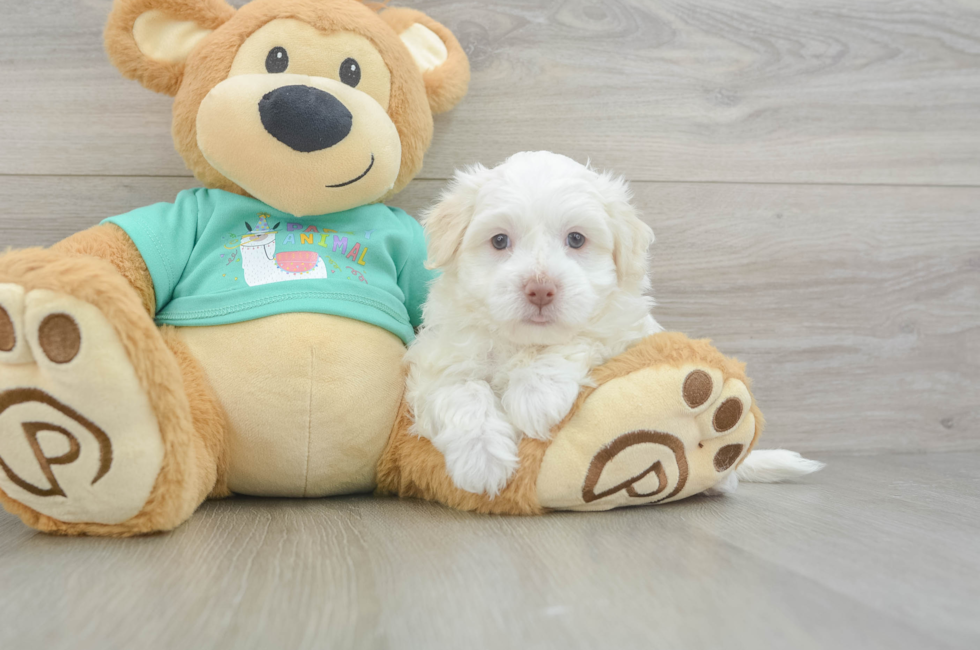 6 week old Havanese Puppy For Sale - Seaside Pups