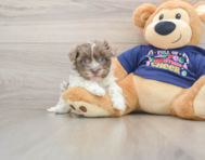 5 week old Havanese Puppy For Sale - Seaside Pups