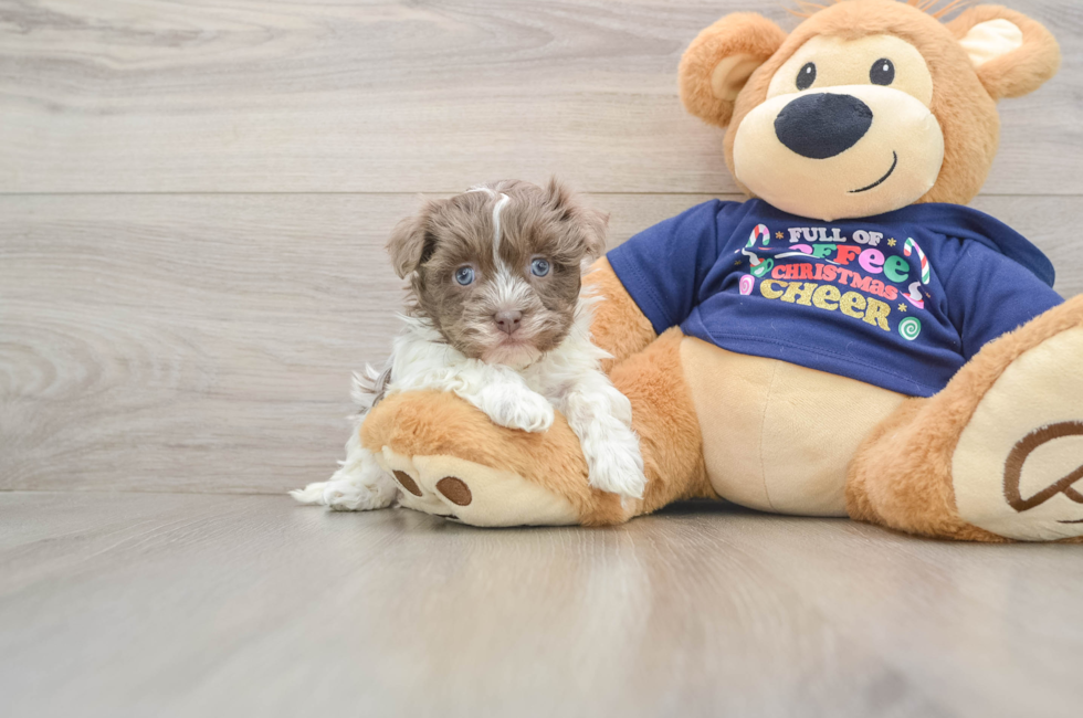 5 week old Havanese Puppy For Sale - Seaside Pups