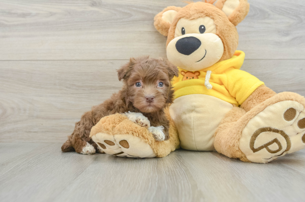 6 week old Havanese Puppy For Sale - Seaside Pups