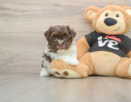 7 week old Havanese Puppy For Sale - Seaside Pups