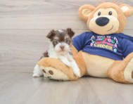 6 week old Havanese Puppy For Sale - Seaside Pups