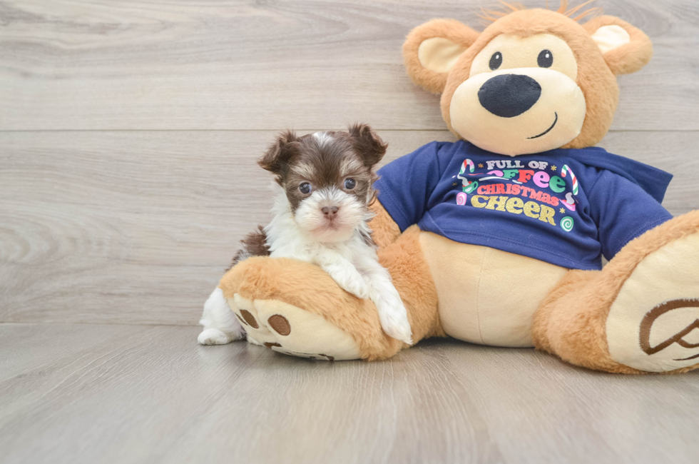 5 week old Havanese Puppy For Sale - Seaside Pups