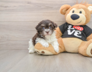 7 week old Havanese Puppy For Sale - Seaside Pups