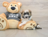 5 week old Havanese Puppy For Sale - Seaside Pups