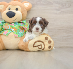 5 week old Havanese Puppy For Sale - Seaside Pups