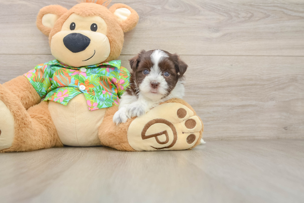 Playful Havanese Baby