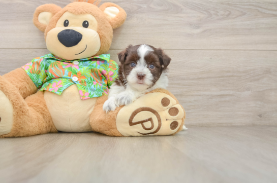 Playful Havanese Baby