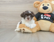 5 week old Havanese Puppy For Sale - Seaside Pups