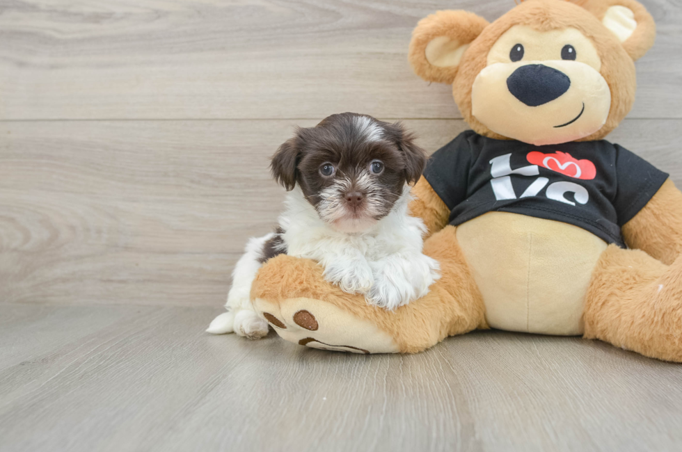 5 week old Havanese Puppy For Sale - Seaside Pups