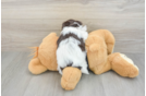 Best Havanese Baby