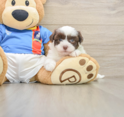 6 week old Havanese Puppy For Sale - Seaside Pups