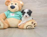 5 week old Havanese Puppy For Sale - Seaside Pups