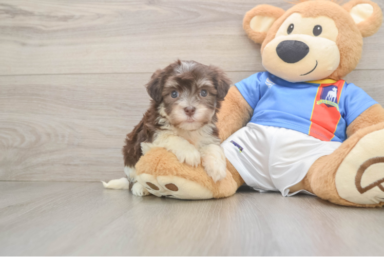Havanese Puppy for Adoption