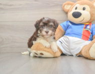 8 week old Havanese Puppy For Sale - Seaside Pups