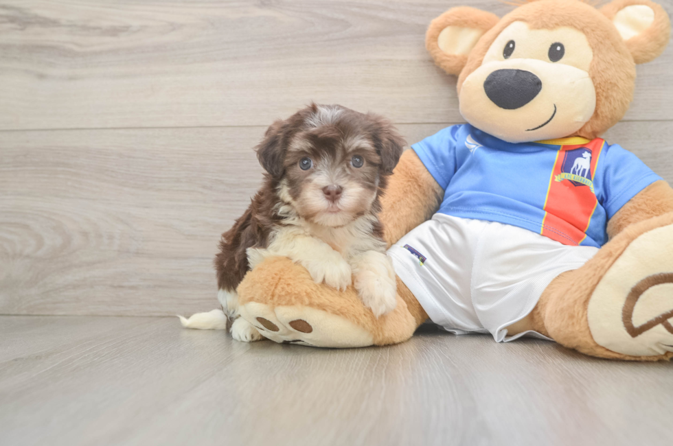 6 week old Havanese Puppy For Sale - Seaside Pups