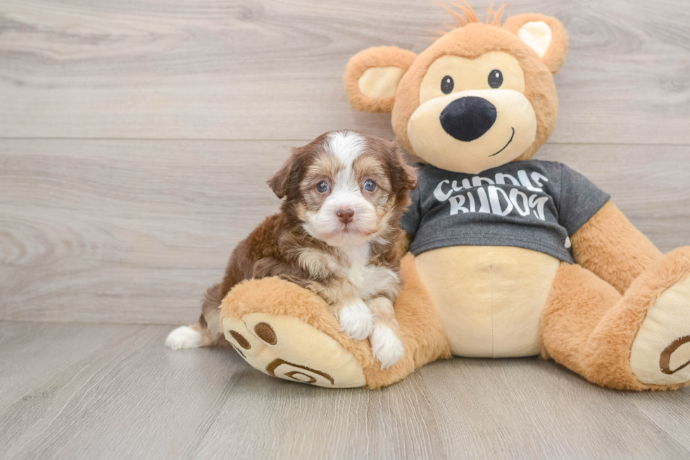 Adorable Havaneser Purebred Puppy