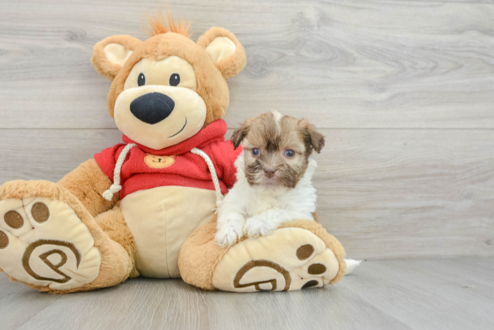 Havanese Pup Being Cute