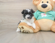 5 week old Havanese Puppy For Sale - Seaside Pups