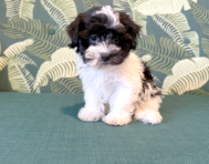 9 week old Havanese Puppy For Sale - Seaside Pups